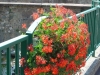 ranspach-fleuri-7